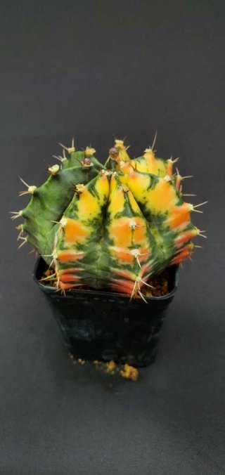 Gymnocalycium variegado M7 (XL)