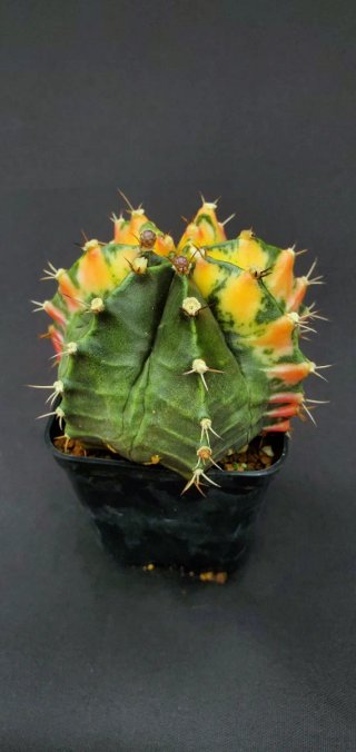 Gymnocalycium variegado M7 (XL)