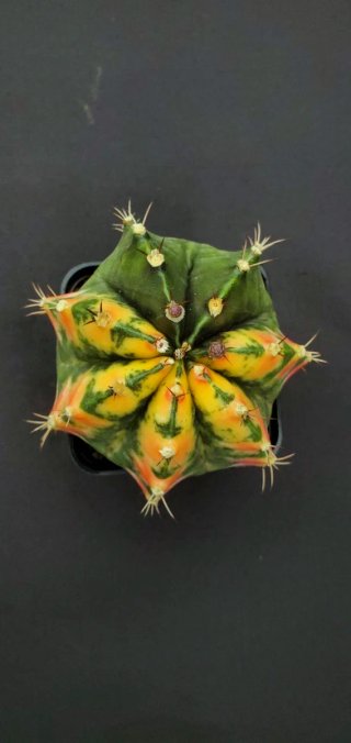 Gymnocalycium variegado M7 (XL)