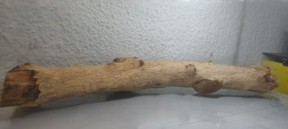 Terrario Grande con Tronco y Luz
