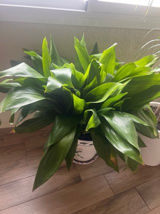 Planta con maceta de barro decorada a mano