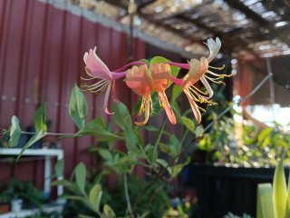 Lonicera Heckrottii Goldflame planta