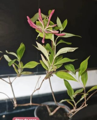 Lonicera Heckrottii Goldflame planta