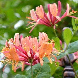 Lonicera Heckrottii Goldflame planta