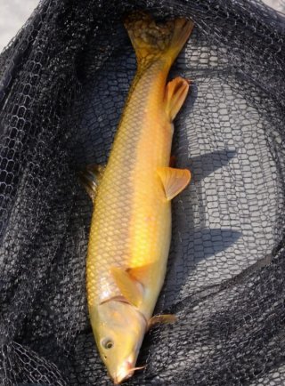 Cebo para pesca