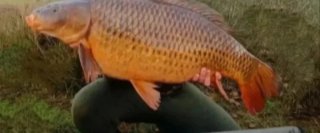 Cebo para pesca