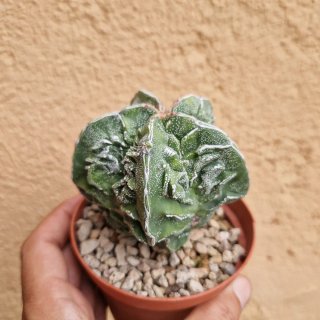 Astrophytum fukuryu grande