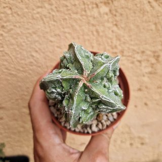 Astrophytum fukuryu grande