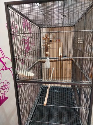 Jaula para pájaros, agapornis o loro