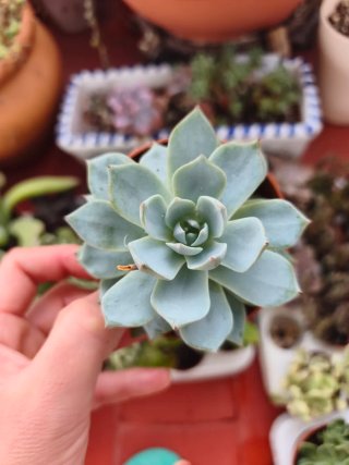 Echeveria peacocki x cante 8.5cm
