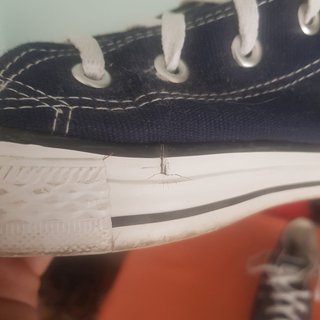 Converse All Star Azul Marino Importación