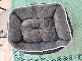 Cojín para perro pequeño