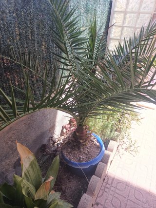 Palmera Canaria 150-160 cm
