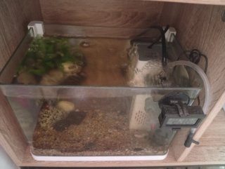 Acuario poco uso, perfecto estado