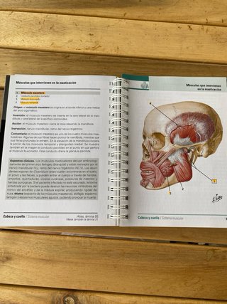 Flashcards Netter Anatomía Cabeza y Cuello.