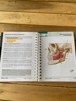 Flashcards Netter Anatomía Cabeza y Cuello.