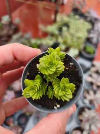 Crassula spiralis estagnol 5.5cm