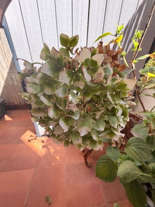 Planta de Hortensia en maceta