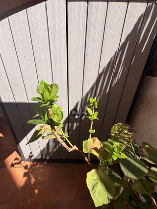 Planta de Hortensia en maceta