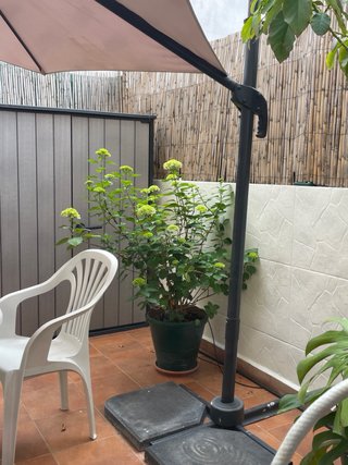 Planta de Hortensia en maceta