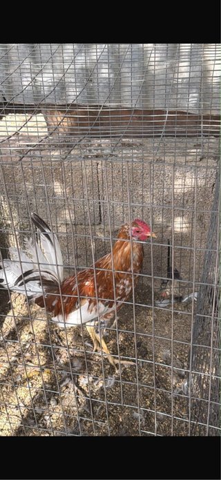 Jaulas desmontables gallos 70x70x70 para gallos