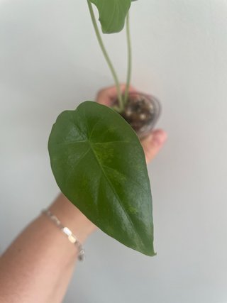 Planta Alocasia Gageana Aurea (3)