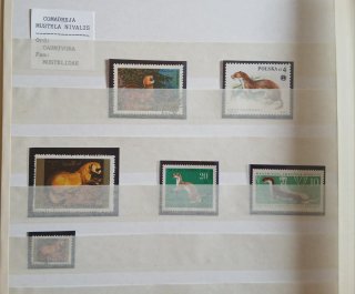 COMADREJA LOTE 6 SELLOS Mustela Nivalis