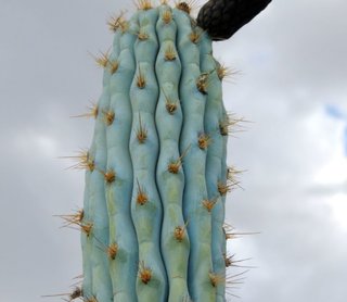 Pilosocereus Azureocereus o ANTORCHA AZUL