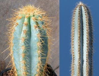 Pilosocereus Azureocereus o ANTORCHA AZUL