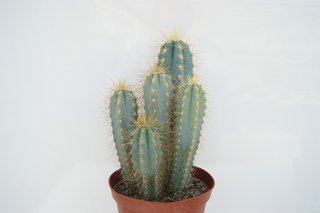 Pilosocereus Azureocereus o ANTORCHA AZUL