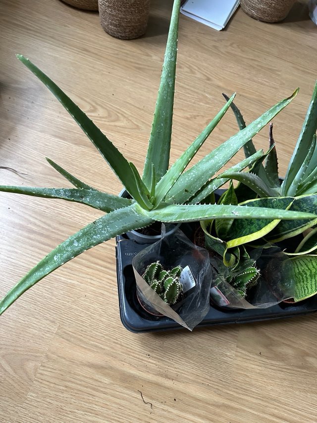 Plantas: Cactus, Aloe Vera y Sansevieria