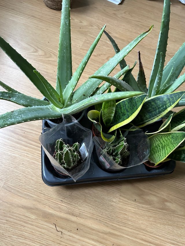 Plantas: Cactus, Aloe Vera y Sansevieria