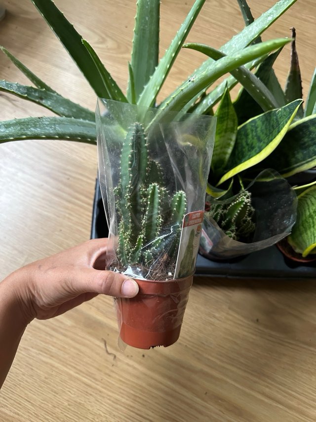 Plantas: Cactus, Aloe Vera y Sansevieria