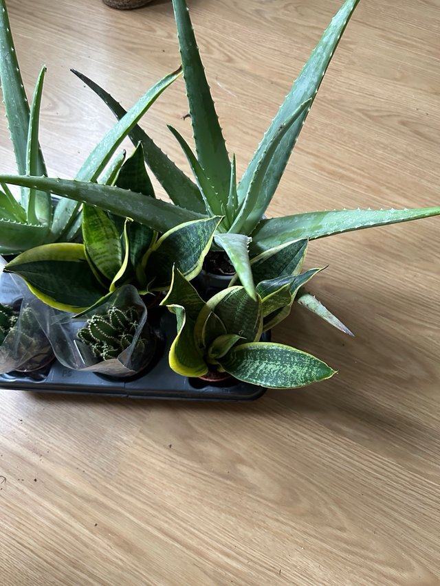 Plantas: Cactus, Aloe Vera y Sansevieria