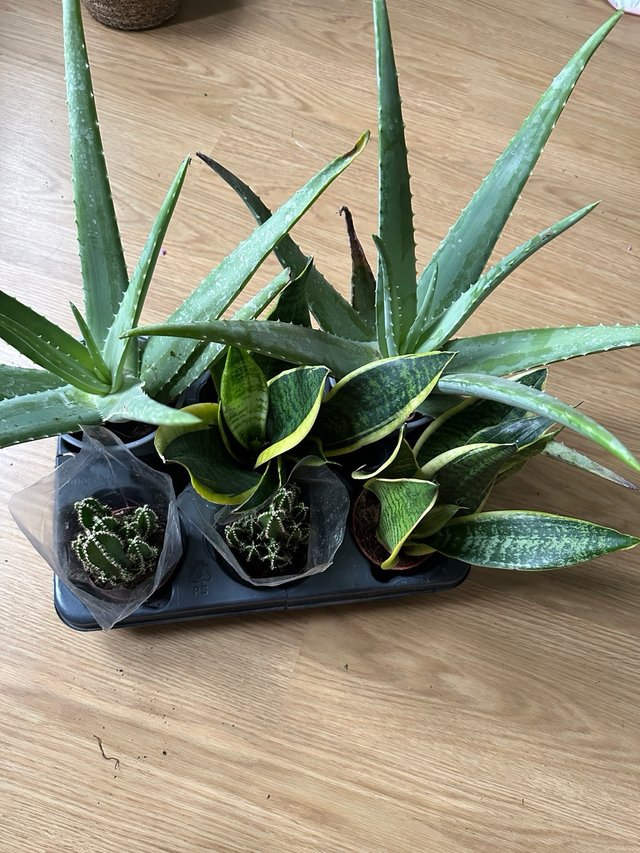 Plantas: Cactus, Aloe Vera y Sansevieria