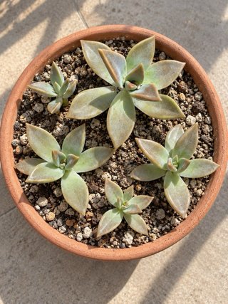 Pack 5 Plantas Graptoveria Fred Ives