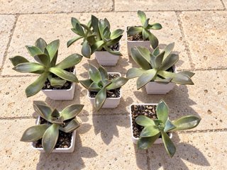 Pack 5 Plantas Graptoveria Fred Ives