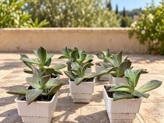 Pack 5 Plantas Graptoveria Fred Ives