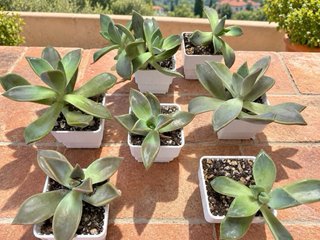Pack 5 Plantas Graptoveria Fred Ives