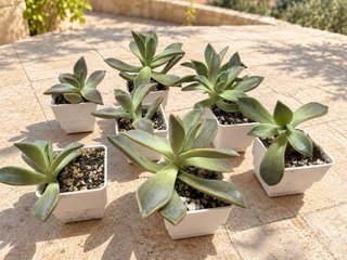 Pack 5 Plantas Graptoveria Fred Ives