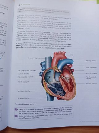 Biología y geología, 3 ESO: V. [1]. Las persona...