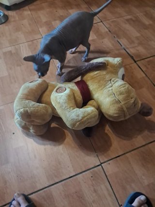 Peluche Minnie, Mickey y Pluto Disney