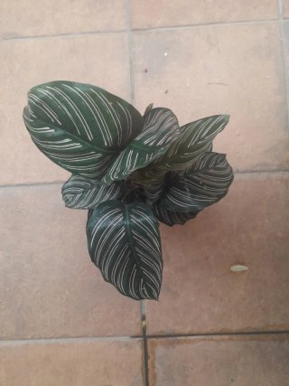 Calathea Ornata Planta