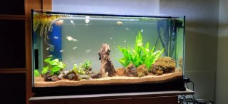 Acuario y accesorios