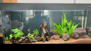 Acuario y accesorios