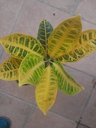 Croton Variegata Planta