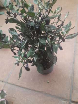 Capsicum Variegata Planta Ornamental