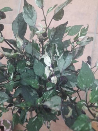 Capsicum Variegata Planta Ornamental