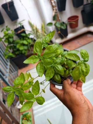 Planta de Albahaca Fresca