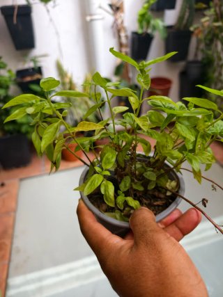 Planta de Albahaca y hierbabuena